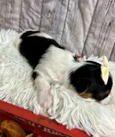 Bailey, a female Biewer for sale in Winslow, AR – Photo 3 of 5