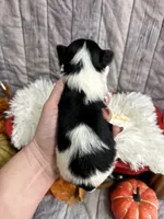 Bailey, a female Biewer for sale in Winslow, AR – Photo 2 of 5