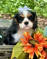 Tova , a female Cavalier King Charles Spaniel for sale in Winslow, AR – 6 of 8