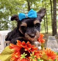 Jasper , a male Yorkshire Terrier for sale in Winslow, AR – 3 of 6