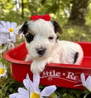 Joy , a female Yorkshire Terrier for sale in Winslow, AR – 3 of 4