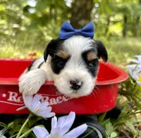 Joey , a male Yorkshire Terrier for sale in Winslow, AR – 2 of 4
