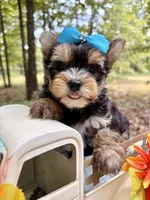 Julius , a male Yorkshire Terrier for sale in Winslow, AR – 5 of 6