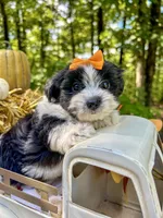 Maggie, a female Morkie for sale in Winslow, AR – Photo 6 of 8