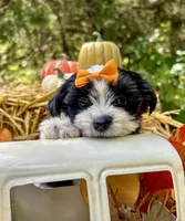 Maggie, a female Morkie for sale in Winslow, AR – Photo 2 of 8