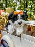 Maggie, a female Morkie for sale in Winslow, AR – Photo 4 of 8