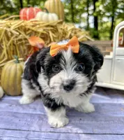 Maggie, a female Morkie for sale in Winslow, AR – Photo 5 of 8