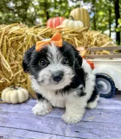 Maggie, a female Morkie for sale in Winslow, AR – Photo 3 of 8