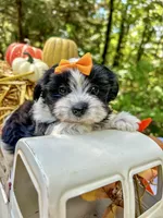 Maggie, a female Morkie for sale in Winslow, AR – Photo 7 of 8