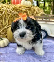 Maggie, a female Morkie for sale in Winslow, AR – Photo 8 of 8