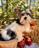 Dash , a male Biewer for sale in Winslow, AR – 2 of 10