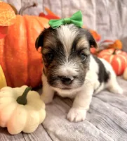 Monty , a male Morkie for sale in Winslow, AR – 4 of 4
