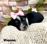 Vienna, a female Biewer for sale in Winslow, AR – Photo 3 of 3