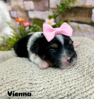 Vienna, a female Biewer for sale in Winslow, AR – Photo 2 of 3