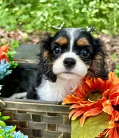 Tia , a female Cavalier King Charles Spaniel for sale in Winslow, AR – 8 of 8