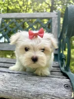 Piper, a female Maltese for sale in Winslow, AR – Photo 3 of 3