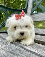Piper, a female Maltese for sale in Winslow, AR – Photo 2 of 3