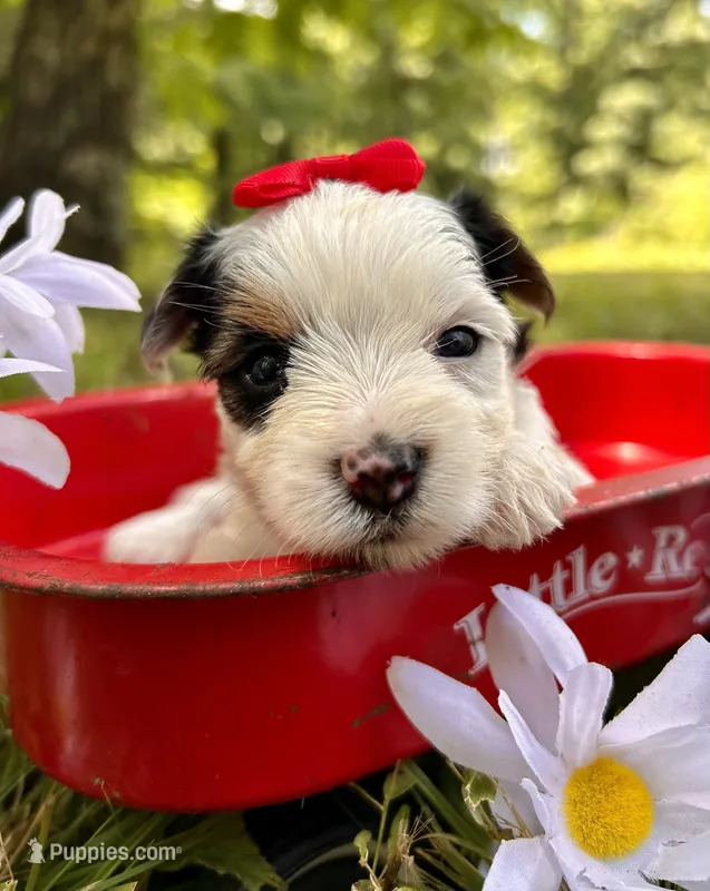 Joy  – Yorkshire Terrier puppy for sale in Winslow, AR
