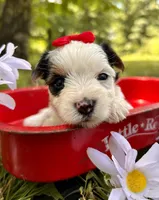 Joy , a female Yorkshire Terrier for sale in Winslow, AR – 1 of 4