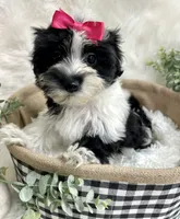 Maggie , a female Morkie for sale in Winslow, AR – 5 of 6