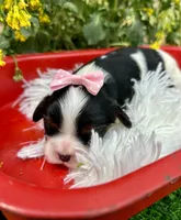 Tova , a female Cavalier King Charles Spaniel for sale in Winslow, AR – Photo 5 of 6