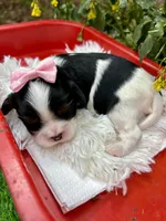 Tova , a female Cavalier King Charles Spaniel for sale in Winslow, AR – Photo 6 of 6