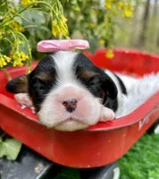 Tova , a female Cavalier King Charles Spaniel for sale in Winslow, AR – Photo 1 of 6