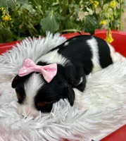 Tova , a female Cavalier King Charles Spaniel for sale in Winslow, AR – Photo 4 of 6