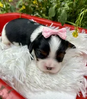 Tova , a female Cavalier King Charles Spaniel for sale in Winslow, AR – Photo 3 of 6