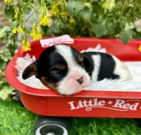 Tova , a female Cavalier King Charles Spaniel for sale in Winslow, AR – Photo 2 of 6