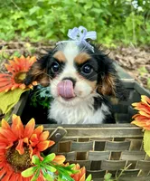 Tova , a female Cavalier King Charles Spaniel for sale in Winslow, AR – 4 of 8