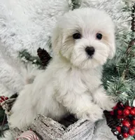 Preston, a male Maltese for sale in Winslow, AR – Photo 2 of 3