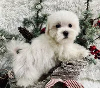 Preston, a male Maltese for sale in Winslow, AR – Photo 3 of 3