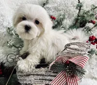 Preston, a male Maltese for sale in Winslow, AR – Photo 1 of 3
