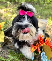 Maggie , a female Morkie for sale in Winslow, AR – 4 of 7