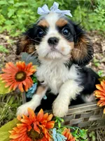 Tova , a female Cavalier King Charles Spaniel for sale in Winslow, AR – 3 of 8