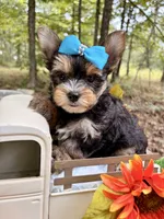 Julius , a male Yorkshire Terrier for sale in Winslow, AR – 3 of 6