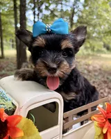 Jasper , a male Yorkshire Terrier for sale in Winslow, AR – 2 of 6