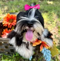 Maggie , a female Morkie for sale in Winslow, AR – 5 of 7