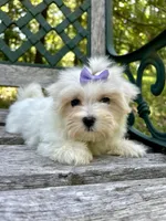 Bailey, a female Maltese for sale in Winslow, AR – Photo 1 of 4