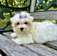Bailey, a female Maltese for sale in Winslow, AR – Photo 4 of 4