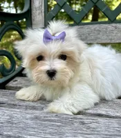 Bailey, a female Maltese for sale in Winslow, AR – Photo 3 of 4
