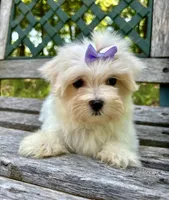 Bailey, a female Maltese for sale in Winslow, AR – Photo 2 of 4