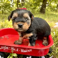 Evie , a female Yorkshire Terrier for sale in Winslow, AR – 2 of 3