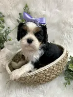 Tova , a female Cavalier King Charles Spaniel for sale in Winslow, AR – 4 of 5