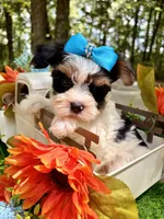 Joey , a male Yorkshire Terrier for sale in Winslow, AR – 4 of 5