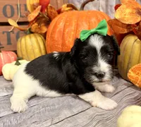 Murphy , a male Morkie for sale in Winslow, AR – 2 of 4