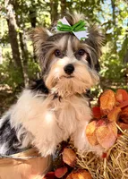 Dash , a male Biewer for sale in Winslow, AR – 5 of 10