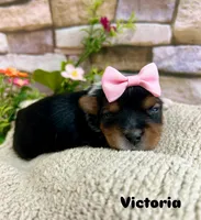 Victoria, a female Biewer for sale in Winslow, AR – Photo 2 of 2