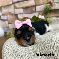 Victoria, a female Biewer for sale in Winslow, AR – Photo 1 of 2